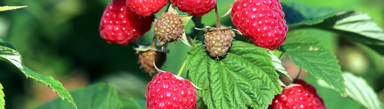 Українські вчені розробили машину для закладки саду