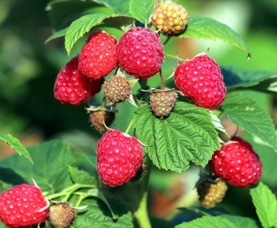 Українські вчені розробили машину для закладки саду