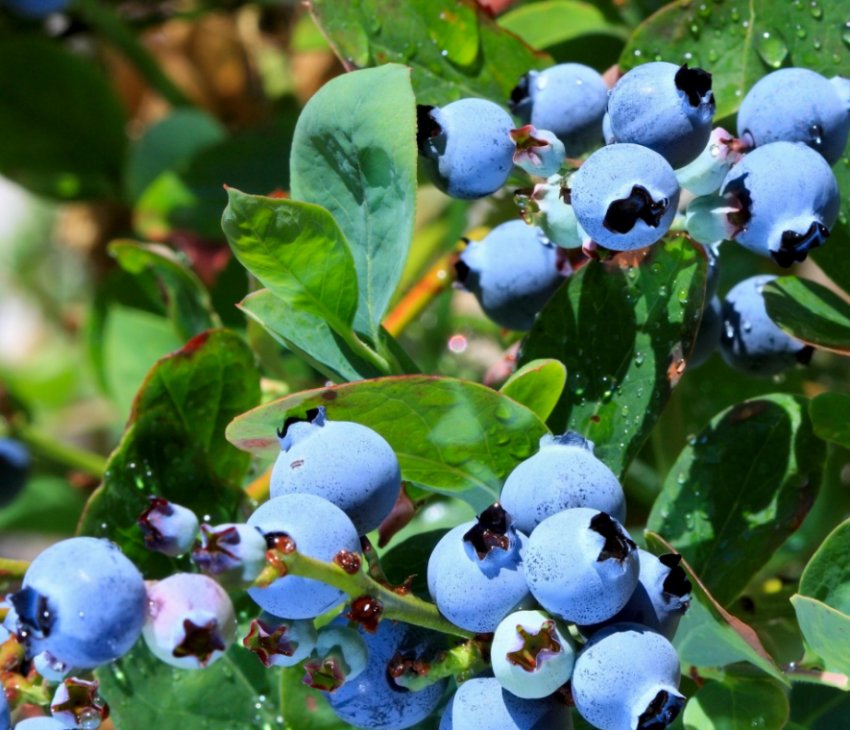 Українські вчені розробили машину для закладки саду Українські вчені розробили машину для закладки саду