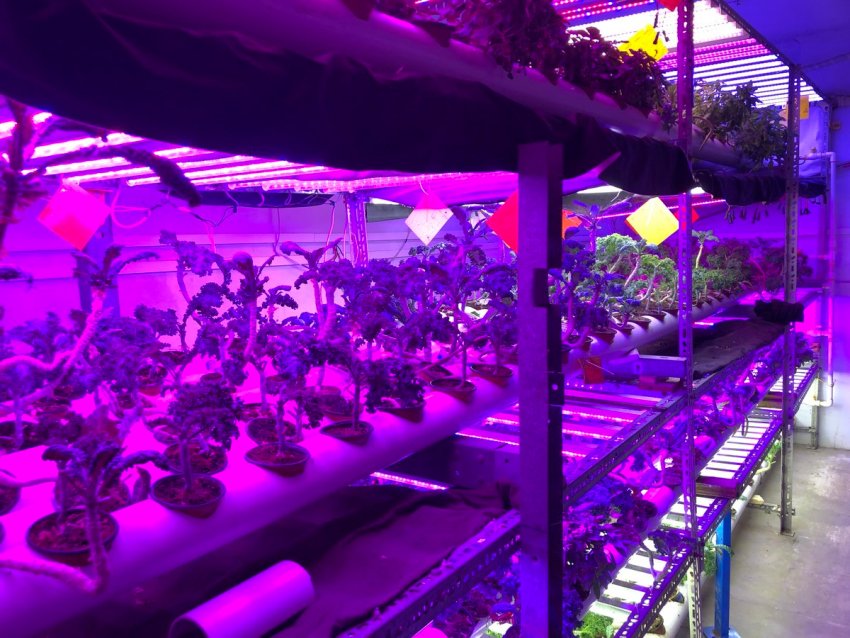 Вертикальна ферма забезпечує свіжими продуктами Пакистан Вертикальна ферма забезпечує свіжими продуктами Пакистан