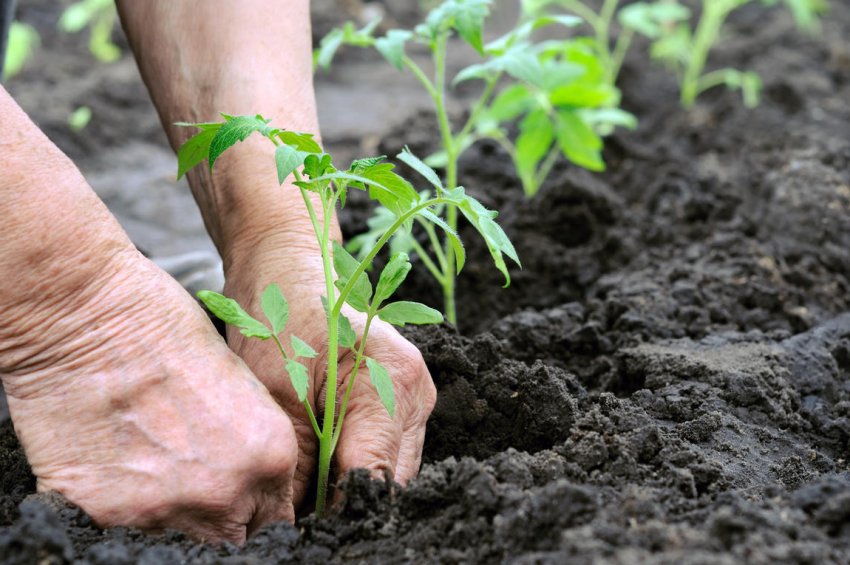 Висадка розсади в грунт Висадка розсади в грунт