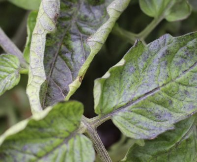 Чому скручуються листя помідорів і що при цьому робити