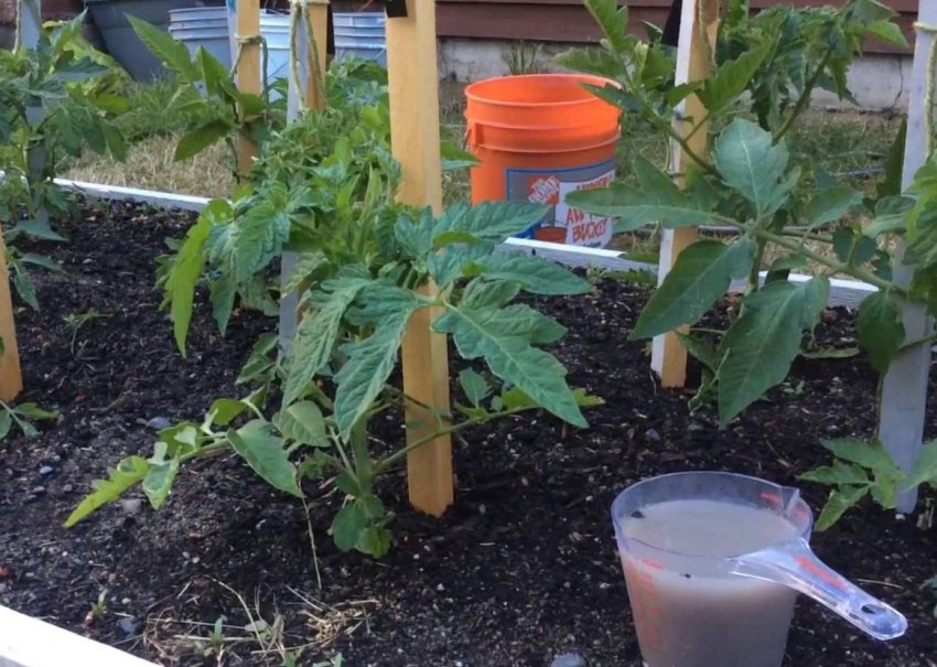 Підживлення помідорів Підживлення помідорів