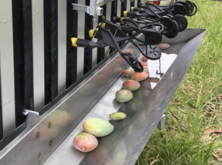 Перший у світі автоматичний комбайн для манго винайдений в Австралії Перший у світі автоматичний комбайн для манго винайдений в Австралії