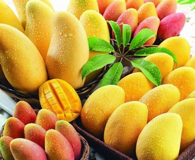 Перший у світі автоматичний комбайн для манго винайдений в Австралії