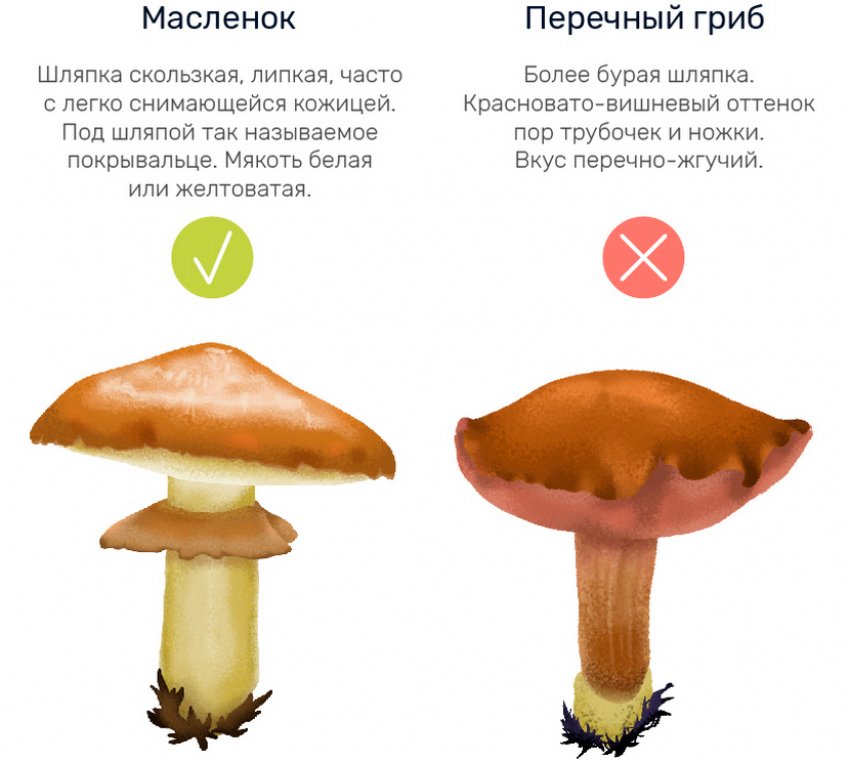 Двійники маслюків Двійники маслюків