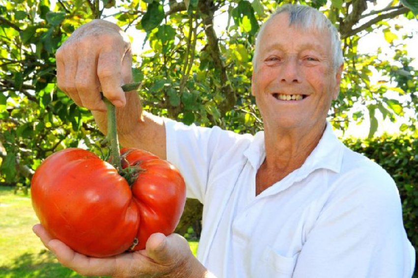 Пенсіонер з Британії виростив диво-томат Пенсіонер з Британії виростив диво-томат