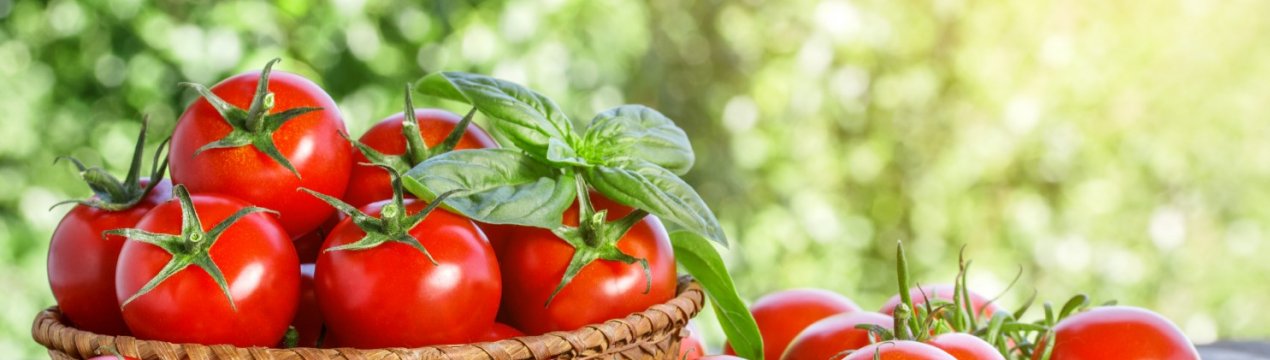 Пенсіонер з Британії виростив диво-томат