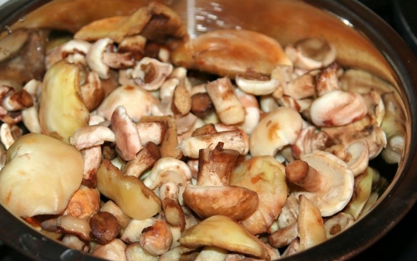 Маслята Маслята