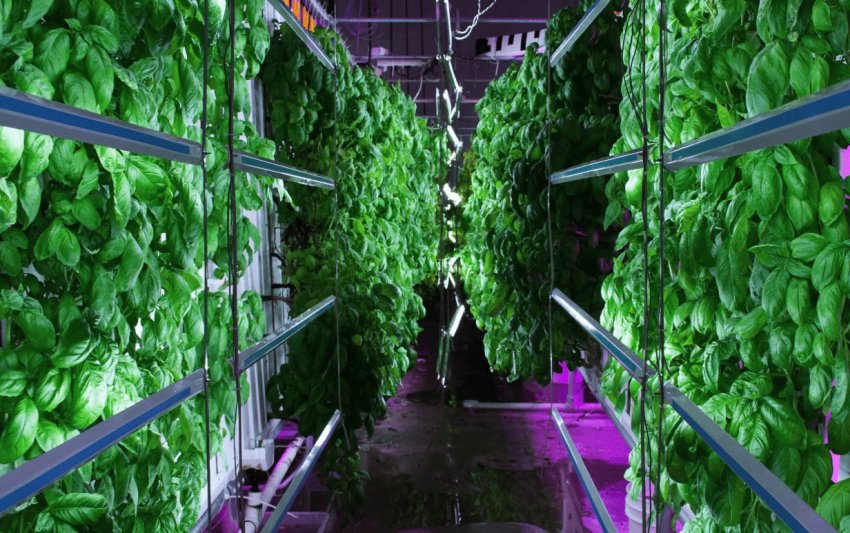 Вертикальна ферма забезпечує свіжими продуктами Пакистан Вертикальна ферма забезпечує свіжими продуктами Пакистан