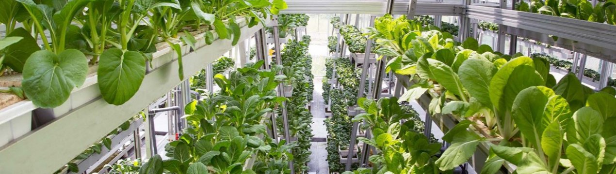 Вертикальна ферма забезпечує свіжими продуктами Пакистан