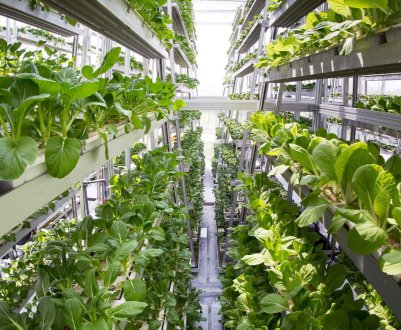 Вертикальна ферма забезпечує свіжими продуктами Пакистан