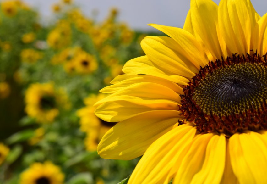 В Кіровоградській області фермери протестували проти низьких закупівельних цін на зерно