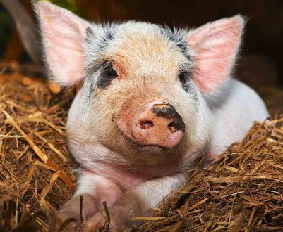 Влади Забайкалля радять забути про вирощуванні свиней