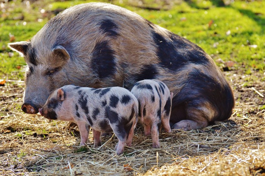 Влади Забайкалля радять забути про вирощування свиней