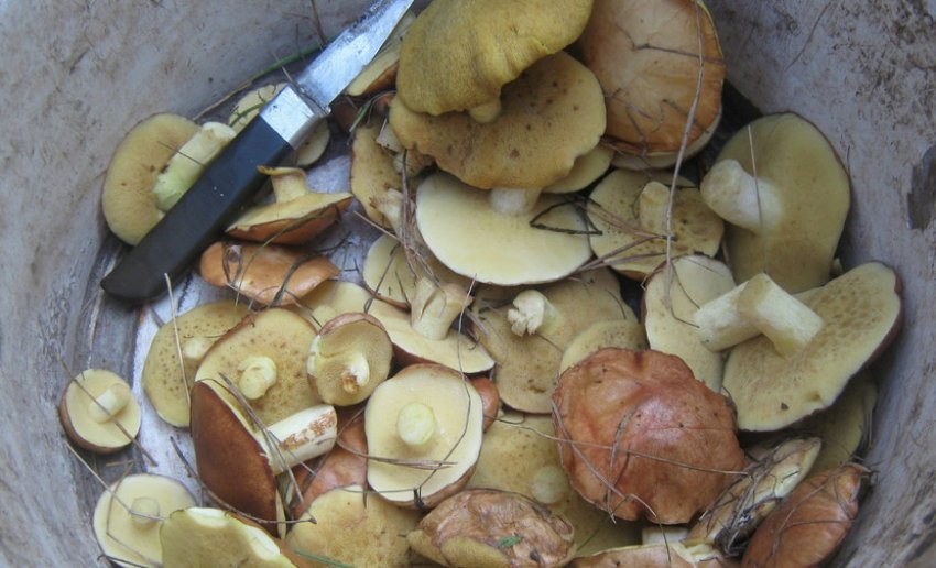 Зібрані маслюки Зібрані маслюки