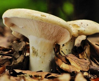 Грузді помилкові та їстівні: головні відмінності