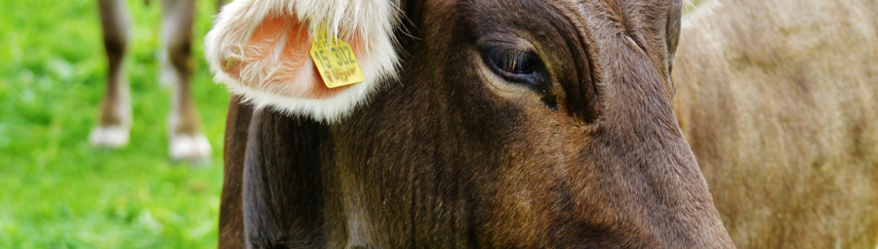 Індія збільшує споживання молока