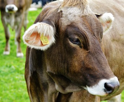 Індія збільшує споживання молока