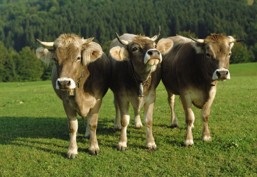 Індія збільшує споживання молока Індія збільшує споживання молока