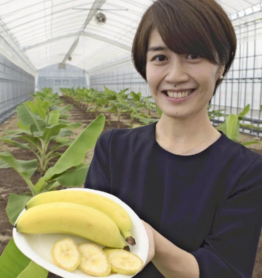 В теплицях Японії вже ростуть банани
