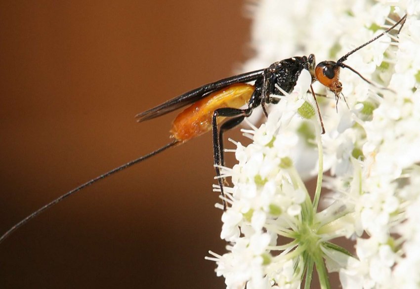 В Бєлгороді організували виробництво корисних комах В Бєлгороді організували виробництво корисних комах