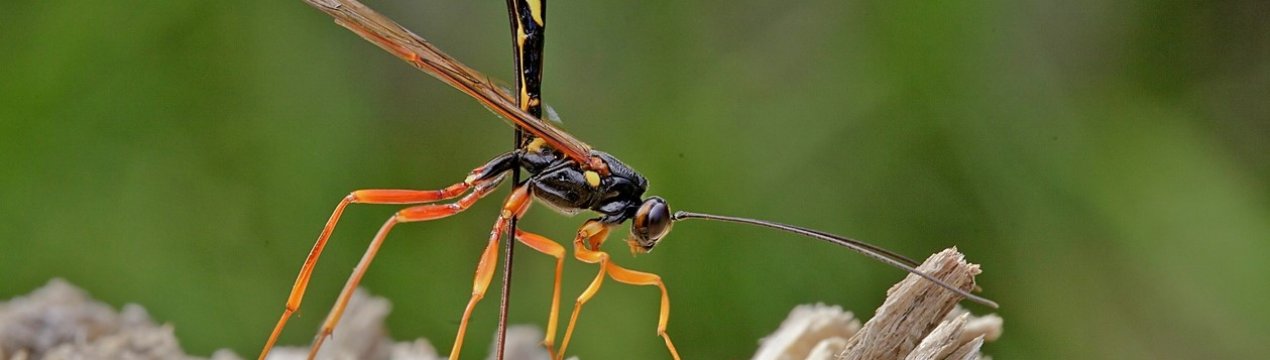 У Білгороді організували виробництво корисних комах