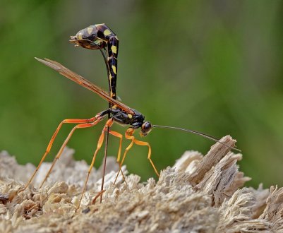 У Білгороді організували виробництво корисних комах