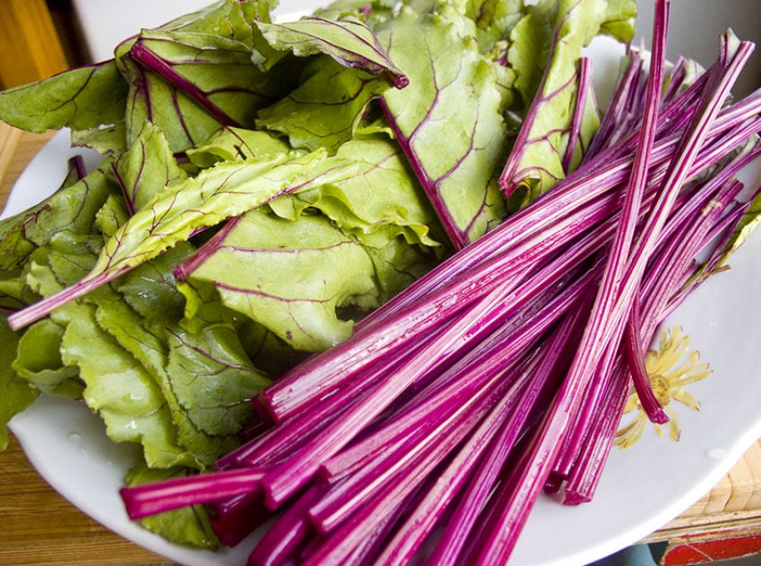 Бурякова гичка