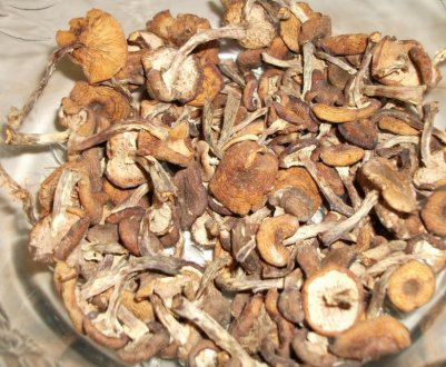 Засушивание опеньків на зиму