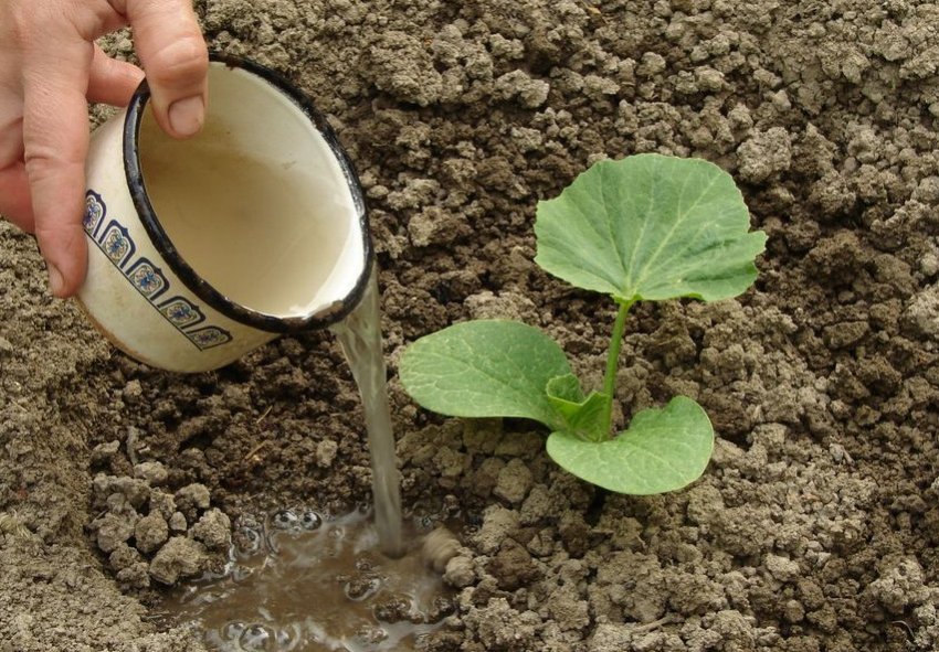 Догляд за ґрунтом Догляд за ґрунтом