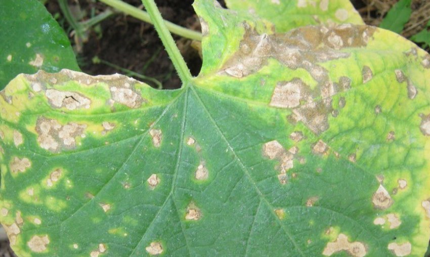 Бактеріоз гарбуза Бактеріоз гарбуза