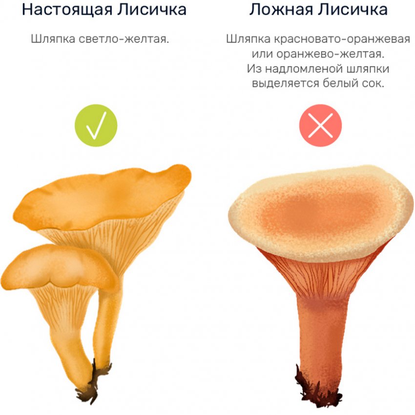 Справжні і несправжні лисички Справжні і несправжні лисички