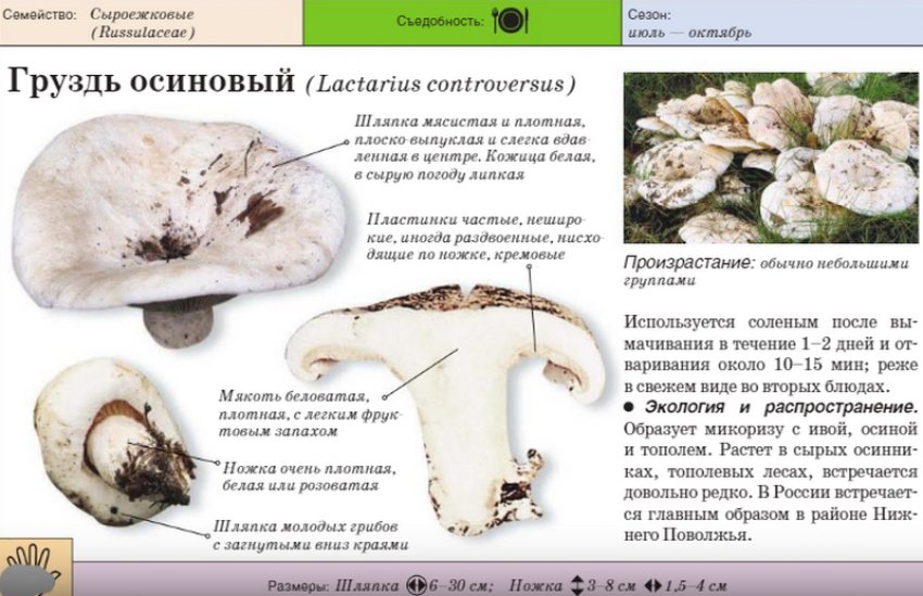 Груздь осиковий