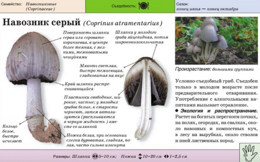 Гнойовик сірий Гнойовик сірий