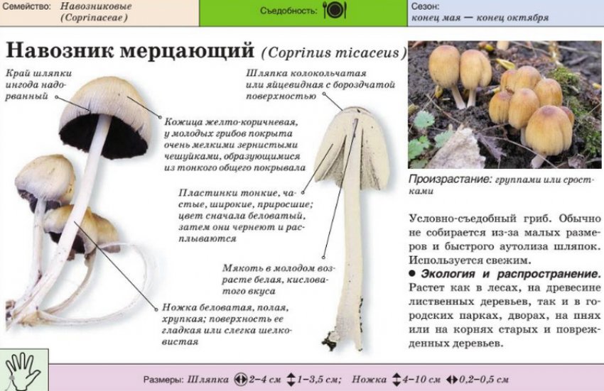 Гнойовик мерехтливий Гнойовик мерехтливий