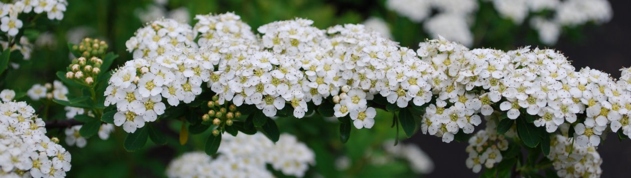 Спірея Сноумаунд: вирощування і догляд
