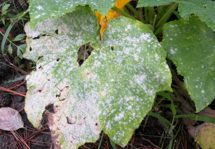 Біла гниль на гарбузі Біла гниль на гарбузі