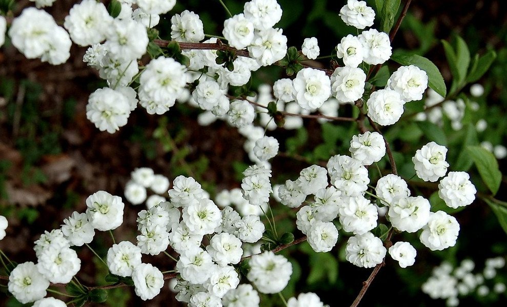 Спирея сливолистная махровая Плена (spiraea prunifolia): фото и описание