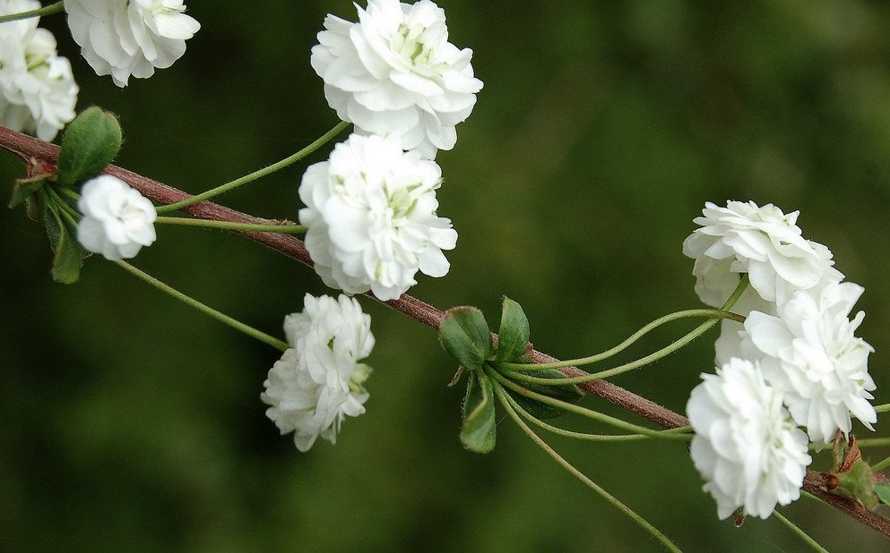Спирея сливолистная махровая Плена (spiraea prunifolia): фото и описание