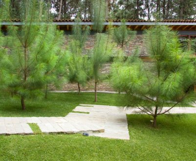 Як правильно пересадити сосну на ділянку