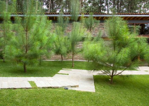 Як правильно пересадити сосну на ділянку