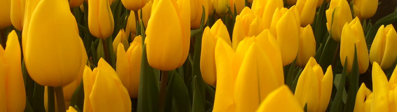 Опис і особливості вирощування тюльпана Стронг Голд