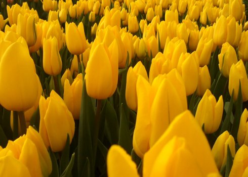 Опис і особливості вирощування тюльпана Стронг Голд