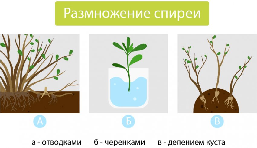Способи розмноження спіреї Способи розмноження спіреї