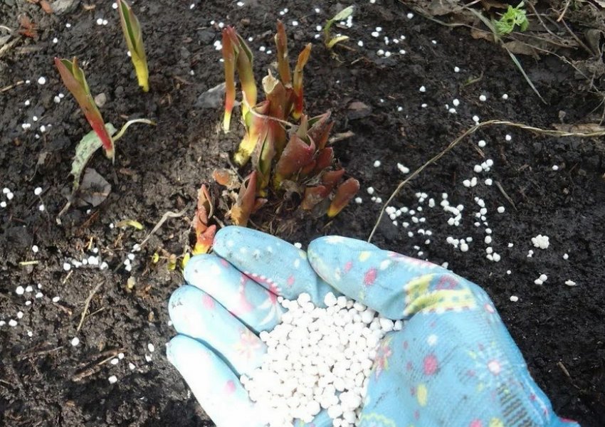 Підживлення тюльпанів Підживлення тюльпанів