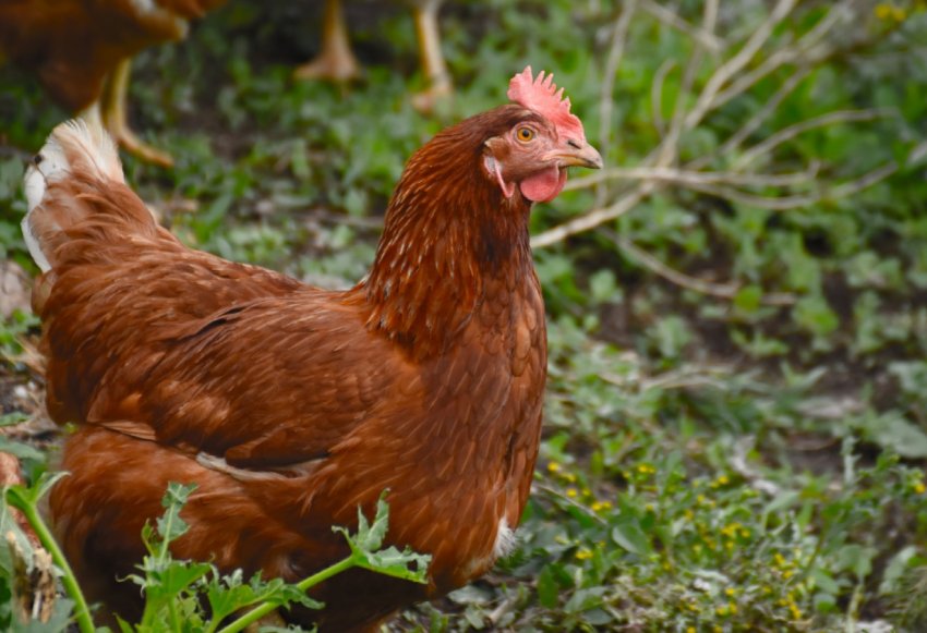 В Липецькій області скоротилося поголів'я худоби