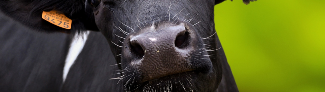 У Липецькій області скоротилося поголів'я худоби