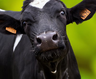 У Липецькій області скоротилося поголів'я худоби