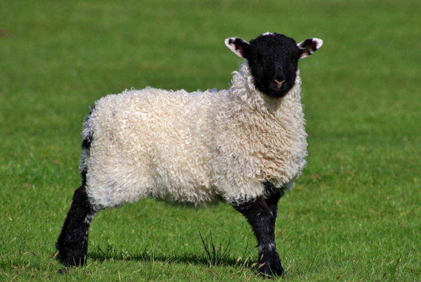 В Липецькій області скоротилося поголів'я худоби